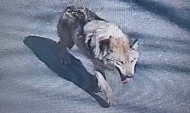 8일 대전 오월드에서 탈출한 늑대 1마리가 대전 도심에서 배회하고 있는 것으로 확인됐다. 현재소방, 경찰, 오월드, 금강유역환경청, 엽사 등이 수색 및 포획 작업을 하고 있다. 뉴스1