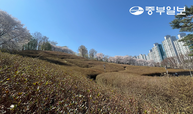 오는 18~19일 군포 철쭉축제 개최가 예정된 철쭉동산 모습. 천민형기자