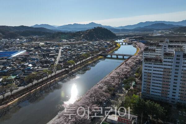 순창읍 경천의 벚꽃이 피어난 아름다운 모습 / 사진_투어코리아 유지훈 기자