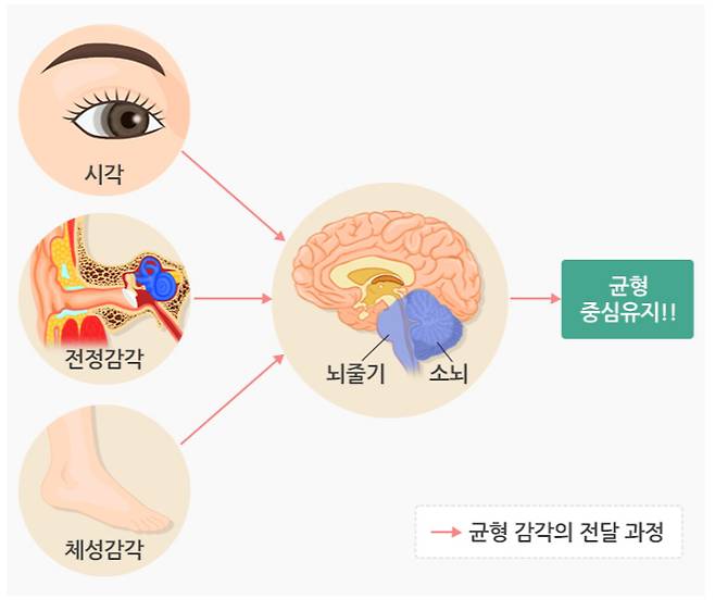 군형 유지에 필요한 기관들. /자료=국가건강정보포털
