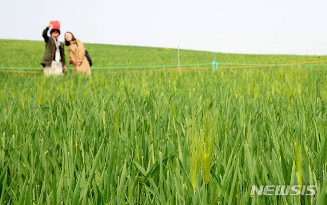 【고창=뉴시스】 김얼 기자= 제16회 고창 청보리밭 축제가 한창인 20일 전북 고창군 공음면 학원농장에서 관광객들이 넓게 펼쳐진 보리밭에서 기념촬영을 하고 있다. 고창 청보리밭 축제는 오늘부터 5월 12일까지 진행된다. 2019.04.20.pmkeul@newsis.com