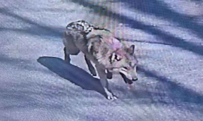 오월드 탈출해 거리 배회하는 늑대. 대전소방본부 제공