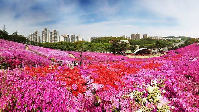 군포철쭉동산. 사진제공 군포시
