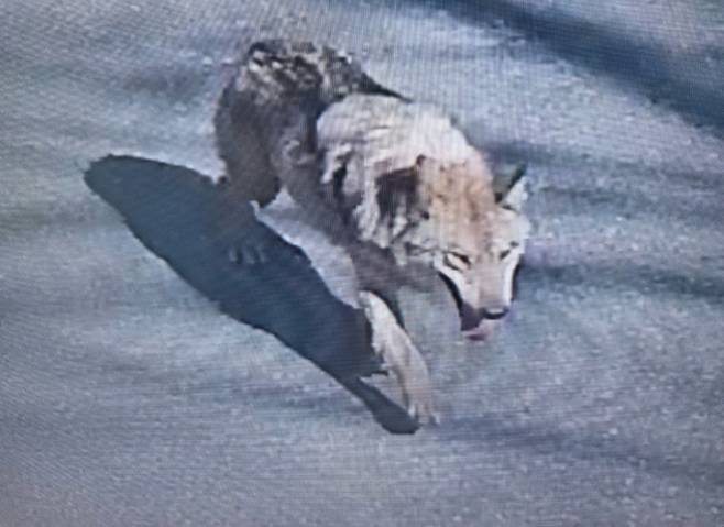 대전 오월드 늑대 탈출, 늑구는 어디로…수색 이어져, 대전소방본부