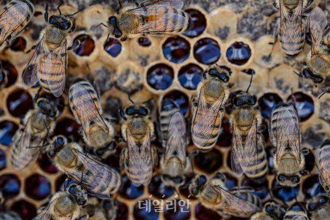우리나라 양봉업은 전통적인 농업 중 하나로 꼽힌다. 최근에는 기후변화 등으로 어려움을 겪고 있다. 이에 따라 양봉업도 스틱꿀 등 대중적인 소비시장을 공략하며 다양한 가공산업에 눈을 돌리고 있다. ⓒ데일리안 배군득 기자