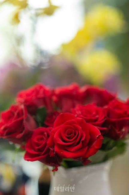 국산 품종인 '루비레드'는 강렬한 빨간색이 돋보이는 국산 장미다. 국산 장미는 꾸준한 품종개발로 역수출 신화를 써내려가고 있다. ⓒ데일리안 배군득 기자