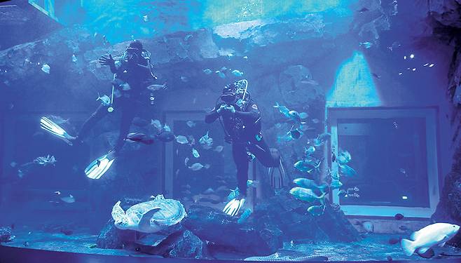 시흥에 새로 문을 연 ‘해양생태과학관’에서 잠수부가 수조 속 바다 생물들에게 먹이를 주는 모습. 이곳에서는 전시와 함께 다양한 체험형 교육 콘텐츠를 즐길 수 있다. 경기관광공사 제공