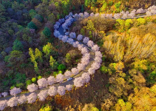 춘천 부귀리 S라인 벚꽃길