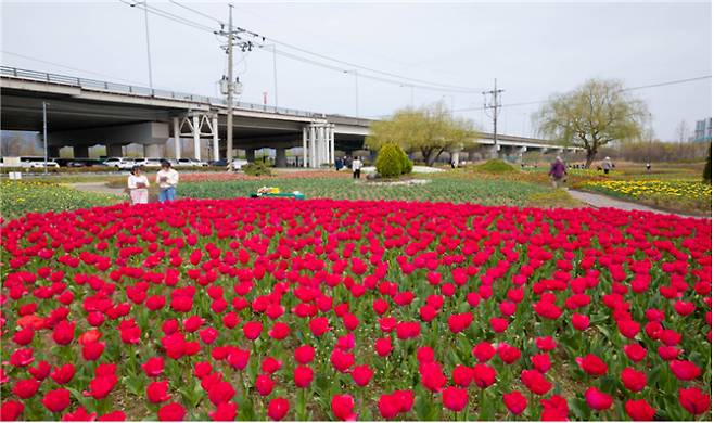 화명생태공원에 튤립이 만개했다. 부산시 낙동강관리본부 제공