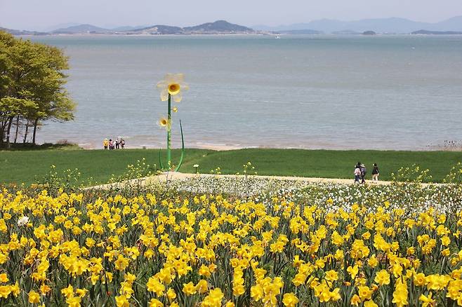 전국 최대 규모의 수선화 군락지인 전남 신안군 선도에 수선화가 만개한 모습. 매년 봄이면 14만7000㎡ 대지에 핀 수선화 237만본을 감상할 수 있다. 사진 신안군