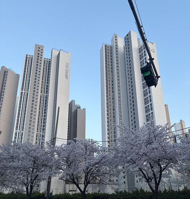 광명 뉴타운 재개발의 핵심 단지 중 하나인 광명동 '광명자이더샵포레나'의 전경. 최근 입주가 본격화되면서 광명시 인구 반등(2년 새 2만3000명쯤 증가)의 주요 원인이 된 이 단지에 최근 만개한 벚꽃이 피어있다. 양다훈 기자.