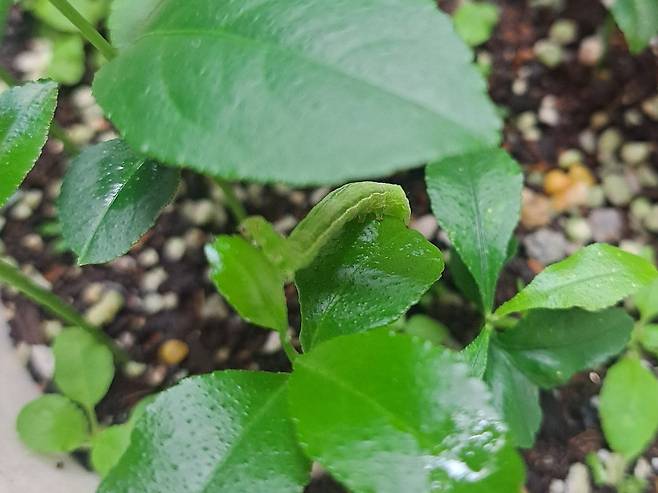 작은 레몬 나무 묘목을 한 화분에 모아 애벌레가 갉아먹을 수 있도록 만들어주었다. ⓒ백수혜 제공