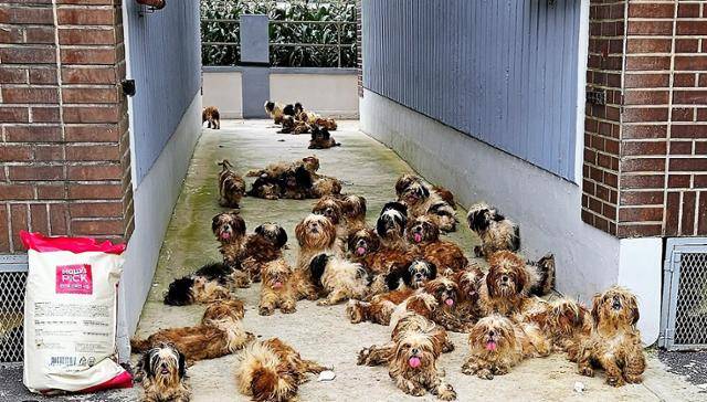 경북 포항의 한 빌라에서 구조된 강아지가 2023년 7월 23일 포항시 동물보호센터로 옮겨지기 전 마당에 몰려나와 있다. 포항시 제공