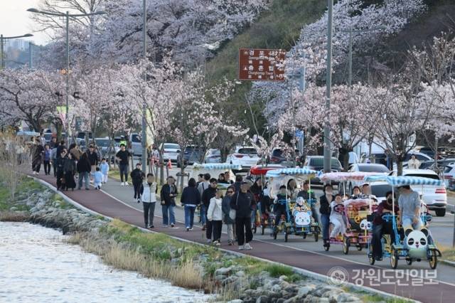 ▲ 4~5일 강릉 경포호수 일원에서 열린 ‘경포 벚꽃 축제’에 구름인파가 몰렸다. 전국에서 몰려온 관광객들이 경포 벚꽃을 보며 분홍빛 주말을 보내고 있다. 황선우 기자