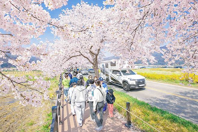 천안시 북면 위례 벚꽃축제장으로 향하는 사람들.