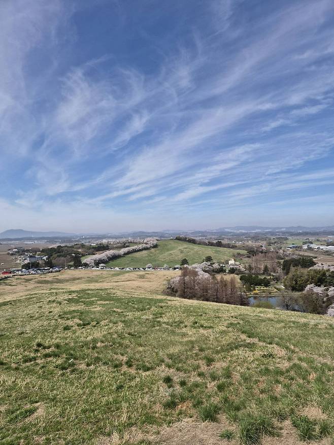 서산시 운산면 한우목장길이 봄을 맞아 '초록빛 벚꽃 잔치'의 중심지로 떠오르며 전국적인 관심을 끌고 있다.(사진=서산시 제공)