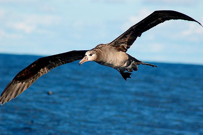 대형 조류 앨버트로스가 날개를 활짝 펼친 채 바다 위를 날고 있다. 미국 국립해양대기청(NOAA) 제공