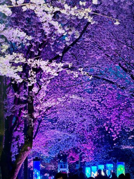 2026 김포벚꽃축제 '오롯이 벚꽃' 행사 현장 ⓒ김포시 제공