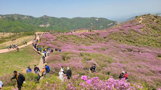 지난해 황매산 철쭉제의 모습. /합천군
