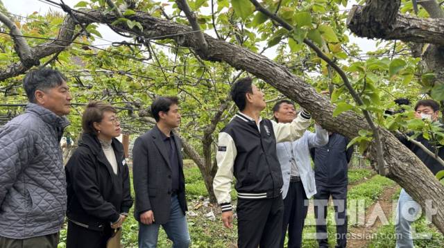 ▲개화기 저온 피해를 입은 낙안배 재배 농가 현장 방문ⓒ순천시