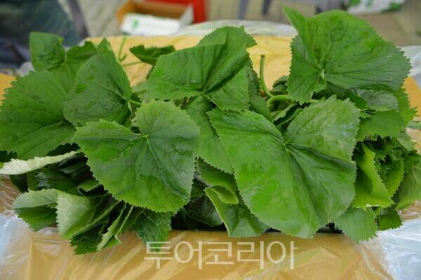 앙구곰취 ⓒ투어코리아