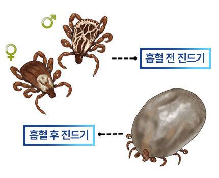 한국베링거인겔하임동물약품