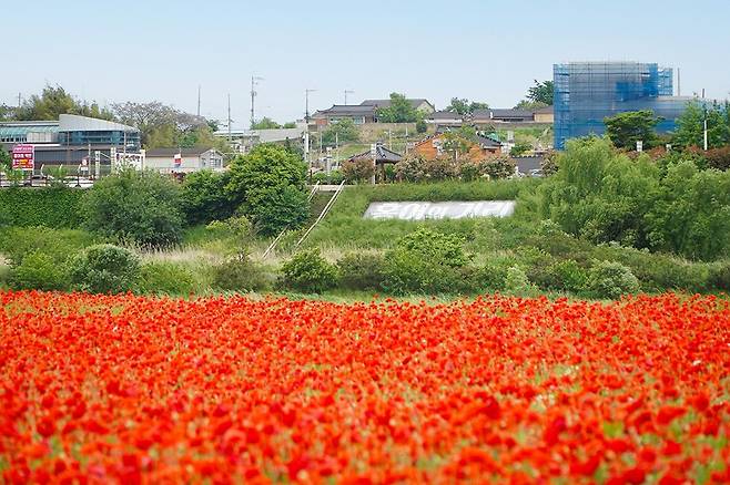 나주시가 5월22일부터 봄 축제 시즌을 장식하는 ‘제22회 영산포 홍어·한우축제’를 개최한다. 사진은 영산강 둔치공원 인근에 펼쳐진 꽃양귀비 군락 모습.<나주시 제공>
