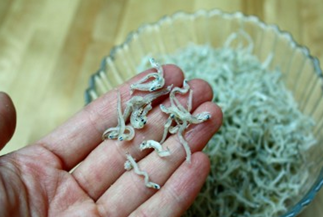 멸치