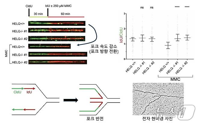 HELQ가 DNA 손상 상황에서 복제 속도를 늦추고 방향을 바꾸도록 돕는 모습을 보여주는 그림(IBS 제공) /뉴스1