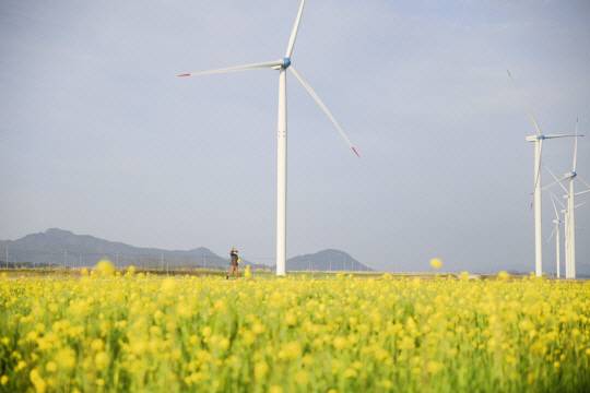 전남 영광풍력발전단지 주변에 유채꽃들이 만개한 모습. /남도일보 자료사진