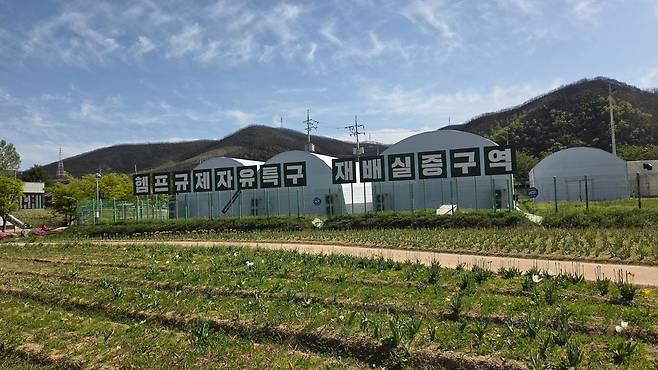 경북 안동시 일대 조성된 산업용 대마 재배단지 전경. 경북도 제공