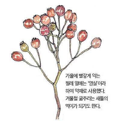 우리 주변 식물들의 비밀 이야기 74 찔레꽃