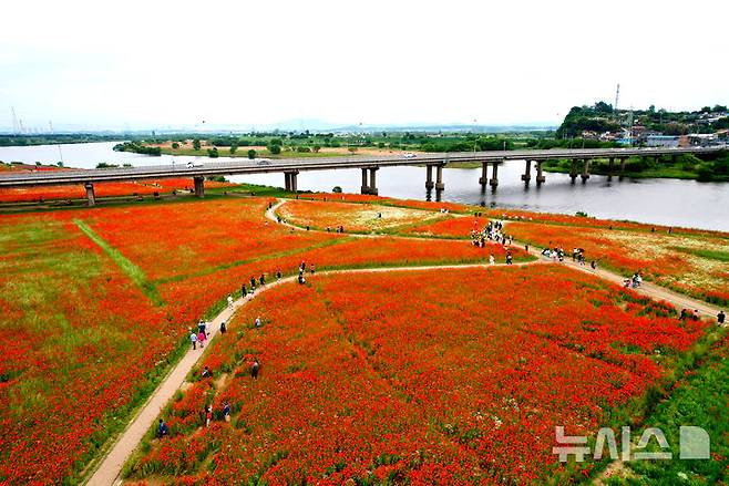 '영산포 홍어·한우 축제'를 위해 조성한 영산강변 꽃양귀비 단지. (사진=나주시 제공) photo@newsis..com