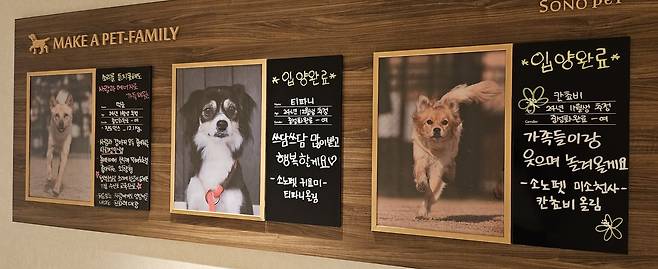 소노펫 비발디파크 복도에 마련된 유기견 입양 안내판. 박윤희 기자