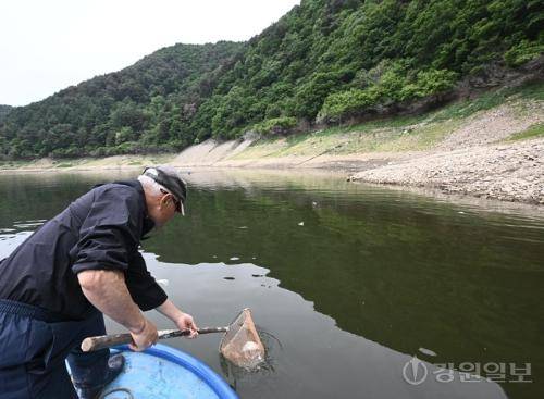 19일 인제군 남면 소양호 상류 일원에서 어민이 붕어 폐사체를 건져올리고 있다. 신세희기자