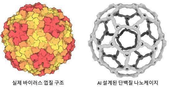 자연계 바이러스 껍질 구조(왼쪽)와 이를 모방해 AI로 설계한 단백질 나노케이지(오른쪽) 비교. 단백질이 스스로 구형 구조를 이루는 바이러스의 조립 원리를 인공 단백질 설계에 적용한 모습이다. 연구팀 제공