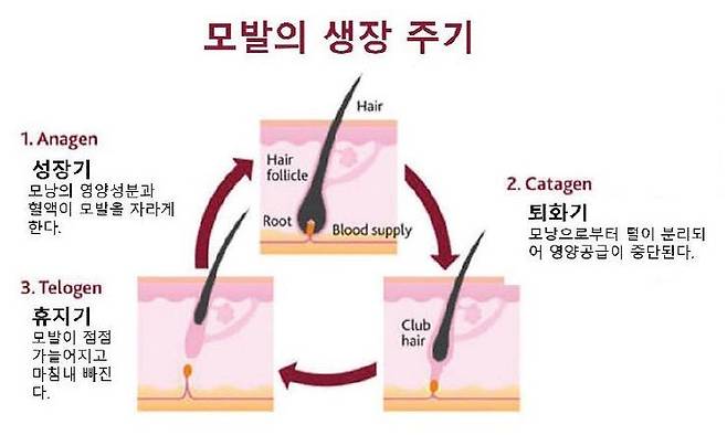 40대 탈모, 정말 유전 탓일까? [안철우 교수의 호