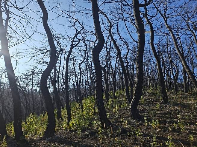 경북 의성 고운사 사찰림 산불 피해 지역에서 죽은 나무들 사이로 새로운 나무가 자라고 있다. 김광우 기자.