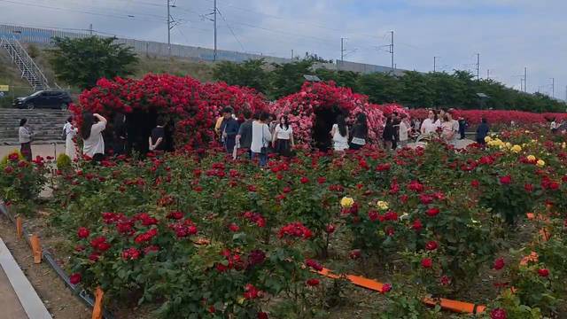 23일 경북 경산시 하양읍 금호강변에 조성된 하양경관농업단지를 찾은 시민들이 만개한 장미꽃 사이를 거닐며 휴일의 여유를 즐기고 있다. 김용국기자