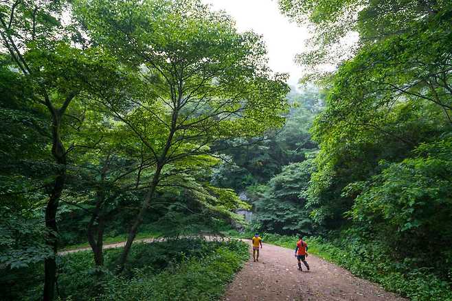 장성 치유의 숲_한국관광공사 제공
