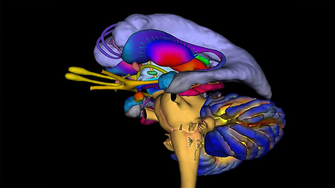 스트레스는 뇌 전반에 광범위한 영향을 미친다|출처: K H Fung/Science Photo Library