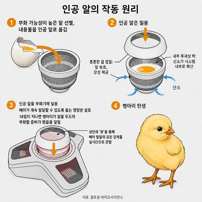 콜로설 바이오사이언스의 인공 알 작동 원리./자료 콜로설 바이오사이언스