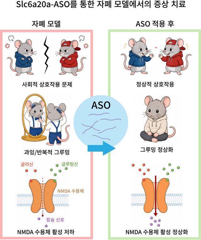 자폐 생쥐 동물모델의 증상 개선 전후 개념도. IBS 제공.