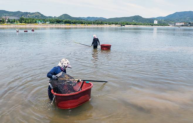 보름에 한 번씩 찾아오는 물때에 맞춰 약 5일 정도 작업이 이어진다. 자연의 리듬에 맞춰야 하는 일이다. 강의 흐름과 물때를 읽지 못하면 작업 자체가 불가능하다./ 김영근 기자