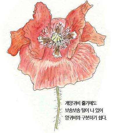 우리 주변 식물들의 비밀 이야기 75 개양귀비