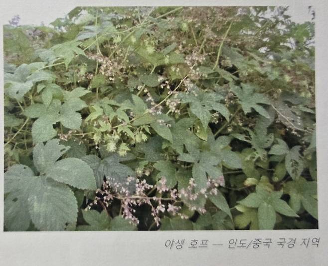 야생 홉(호프)의 모습(포럼 자료 발췌) ⓒ 뉴스1
