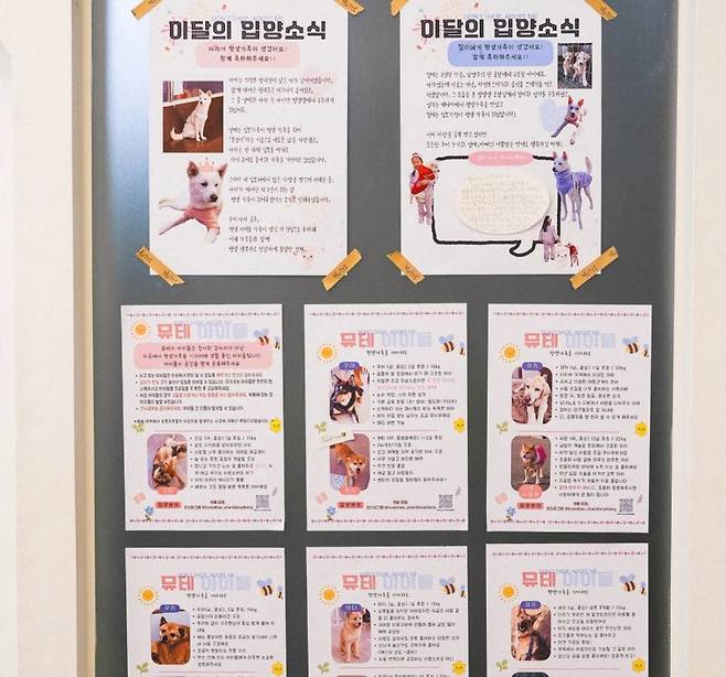 유기견 입양카페 뮤테에 묻은 입양 공고들(사진=별댕댕 유기견 보호소)