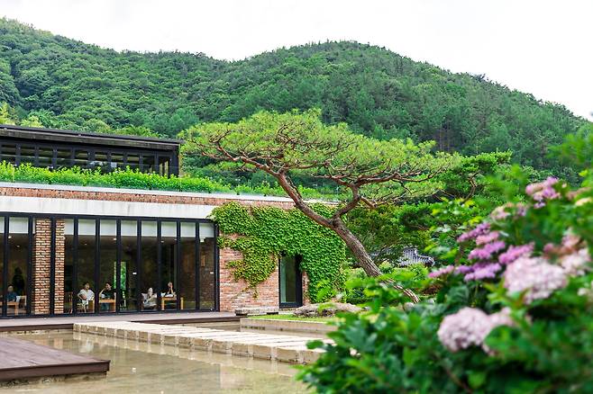 '소양고택'과 나란히 있는 카페 '두베'. 수국이 제철을 알린다. / 이건송 영상미디어 기자
