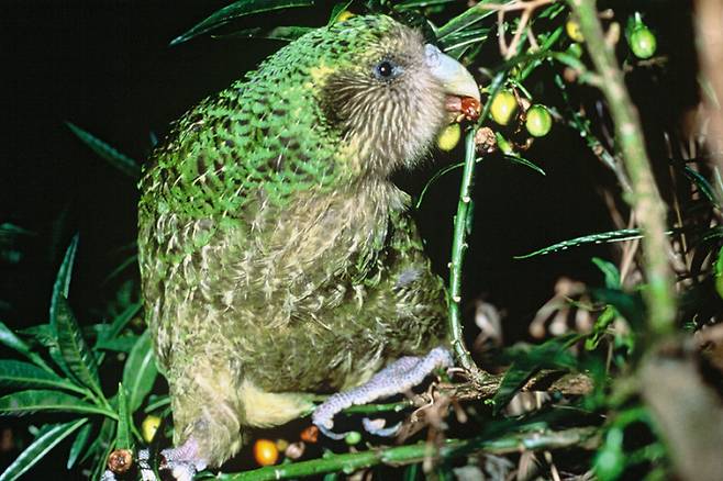 뉴질랜드 멸종위기종 카카포(Kakapo). 위키피디아 캡처
