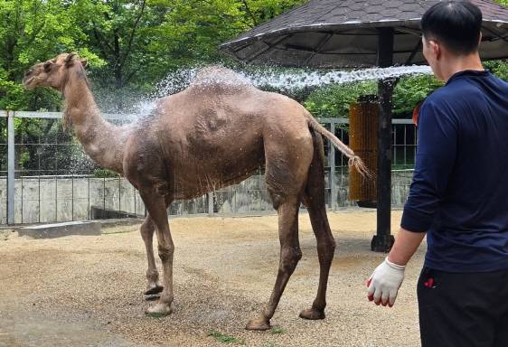 30일 오후 전남광주특별시 북구 우치동물원. 사육사가 낙타 호두에게 물을 뿌려주며 폭염 속 건강관리를 하고 있다. 호두는 냉수 샤워를 받으며 더위를 식혔다. /윤태민 기자 ytm@namdonews.com